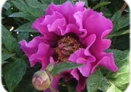 3. ITOH peonija (Paeonia intersectional) 'Symphony Pourpre' (podā)